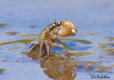  Hemigrapsus oregonensis